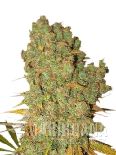 special-kush-1.jpg