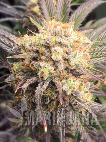 tangerine-cookies.jpg