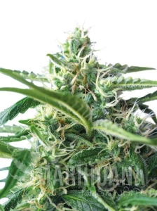 Sweet Skunk Auto