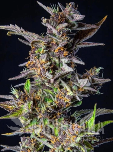 watermelon-auto.jpg