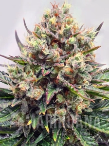 Watermelon Zkittlez