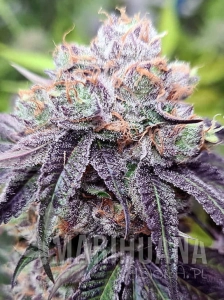 Wedding Gelato
