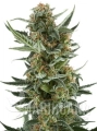 white-dwarf-auto.jpg