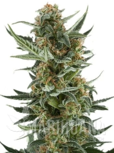 White Dwarf Auto