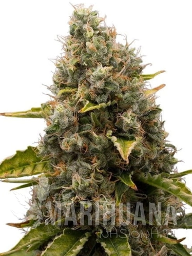 white-widow.jpg
