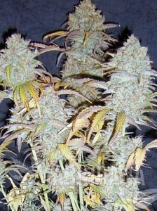 White Widow Auto