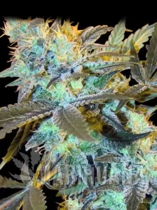 White Widow Fast