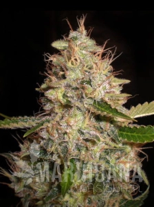 White Widow x Critical