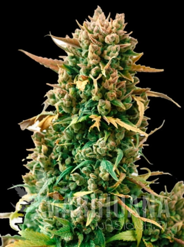 zkittlez.jpg