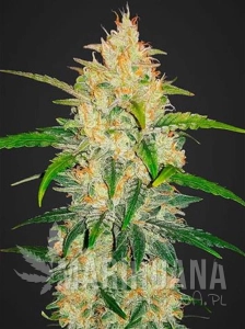 Zkittlez Auto