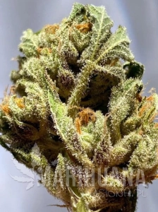 Zkittlez Fast