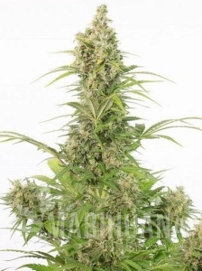 White Widow CBD Auto 