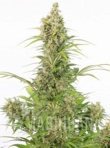 white-widow-cbd-auto.jpg