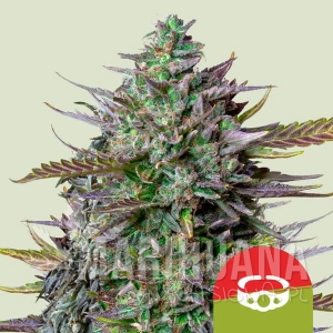 GOAT'lato Auto - ROYAL QUEEN SEEDS