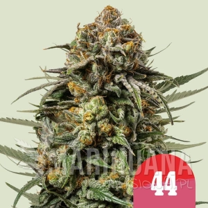 Gelato 44 - ROYAL QUEEN SEEDS