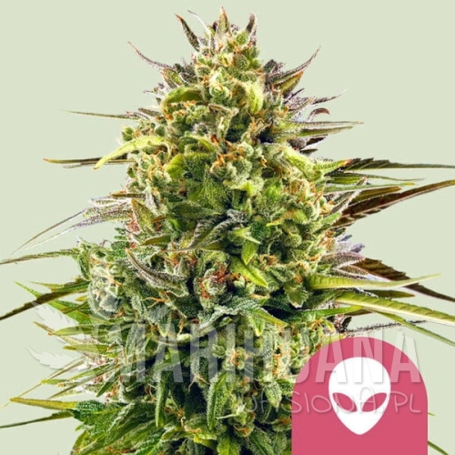 alien-og.jpg