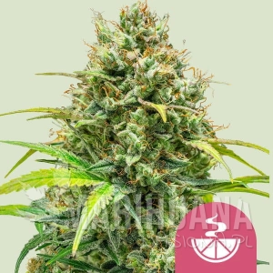 Lemon Skunk - ROYAL QUEEN SEEDS