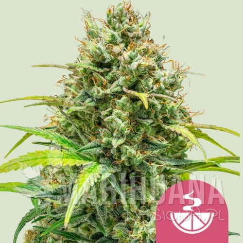 lemon-skunk.jpg