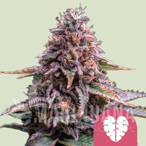 Pink Mist - ROYAL QUEEN SEEDS
