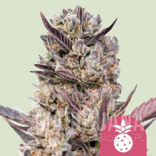 tropicana-cookies-purple.jpg