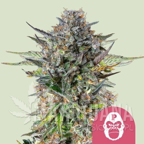 pink-gorilla.jpg