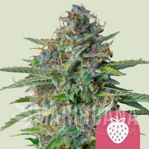 Strawberry Cough - ROYAL QUEEN SEEDS