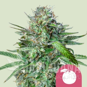 Tangie - ROYAL QUEEN SEEDS