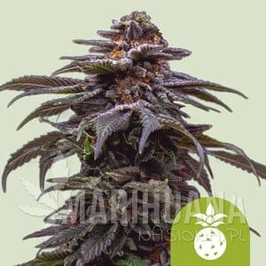 Tropicana Cookies Purple Auto - ROYAL QUEEN SEEDS