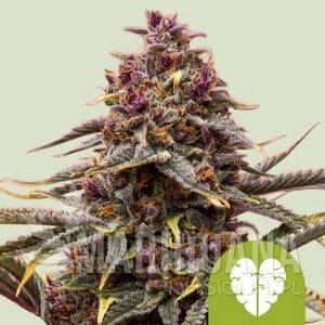 Pink Mist Auto - ROYAL QUEEN SEEDS