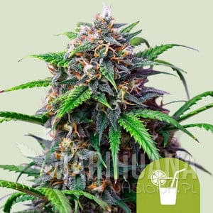 Purple Lemonade Auto - ROYAL QUEEN SEEDS
