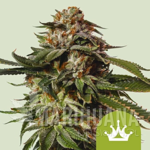 special-queen-1-automatic.jpg
