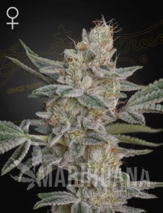 Super Lemon Haze x RS11 - GREEN HOUSE SEEDS