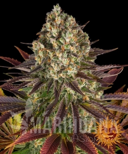 Biscotti - BARNEY'S FARM