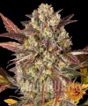 __amnesia-haze-auto_circle_new_21_053241.jpg