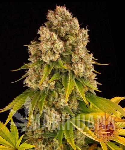 __cheese-auto_circle_new_21_411698.jpg