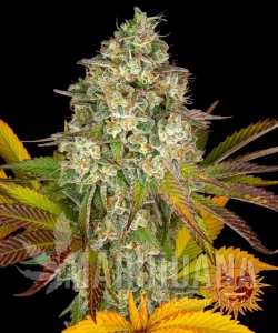 Cookies Kush Auto - BARNEY'S FARM