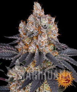 Gelato - BARNEY'S FARM