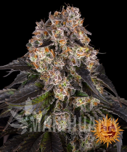 __girl-scout-cookies_circle_new_21_827238.jpg