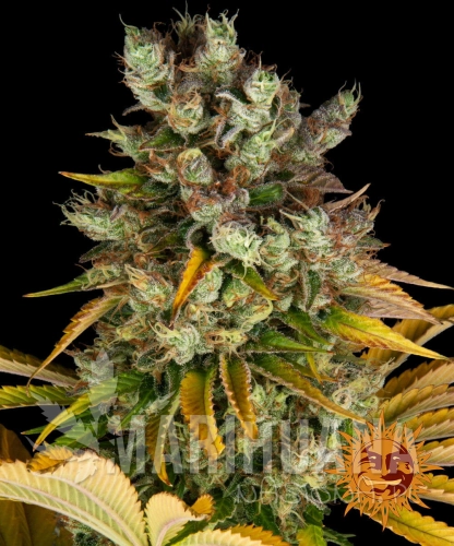 __gmo_circle_new_21_853239.jpg
