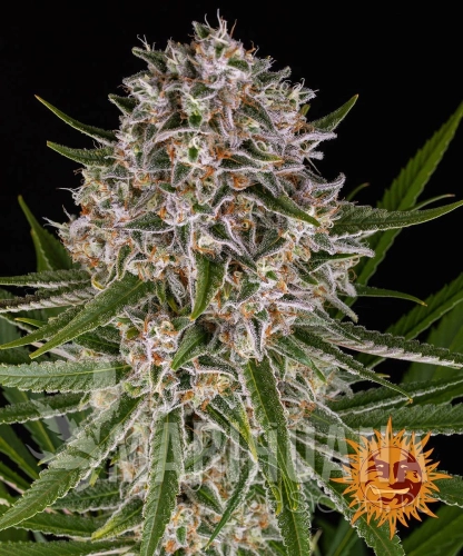 __lemon-haze-auto_circle_new_21_422566.jpg