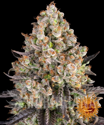 __og-kush_circle_new_21_826536.jpg