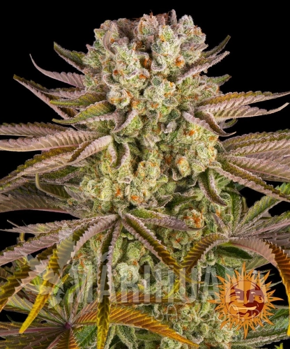 __pineapple-express_circle_new_21_851500.jpg