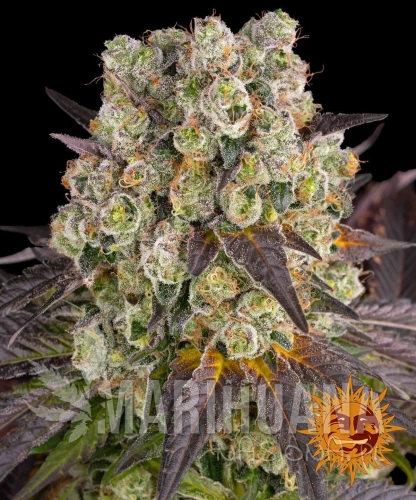 __purple-punch-x-lemon-drizzle_circle_new_21_826964.jpg