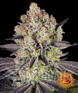 Runtz - BARNEY'S FARM