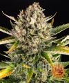 __strawberry-cheesecake-auto_circle_new_21_455317.jpg