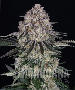Sour Diesel Auto - BARNEY'S FARM