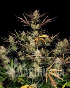 Apple Strudel Auto - FASTBUDS