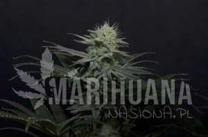 GG4 Sherbet FAST - FASTBUDS