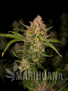 Guava Auto - FASTBUDS