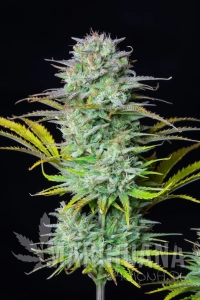 Kosher Cake Auto - FASTBUDS